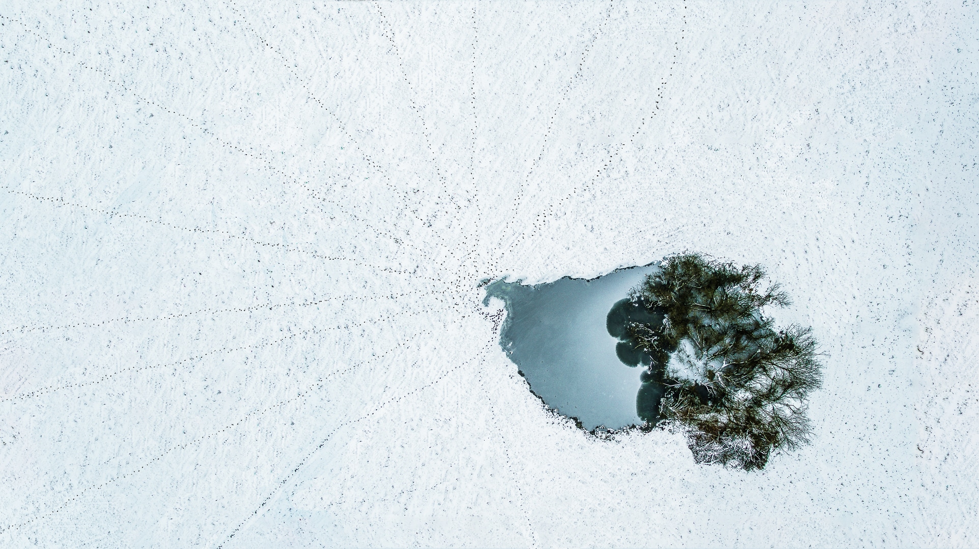 National geographic – Nature photographer of the year 2017 – Redaktørens udvalgte