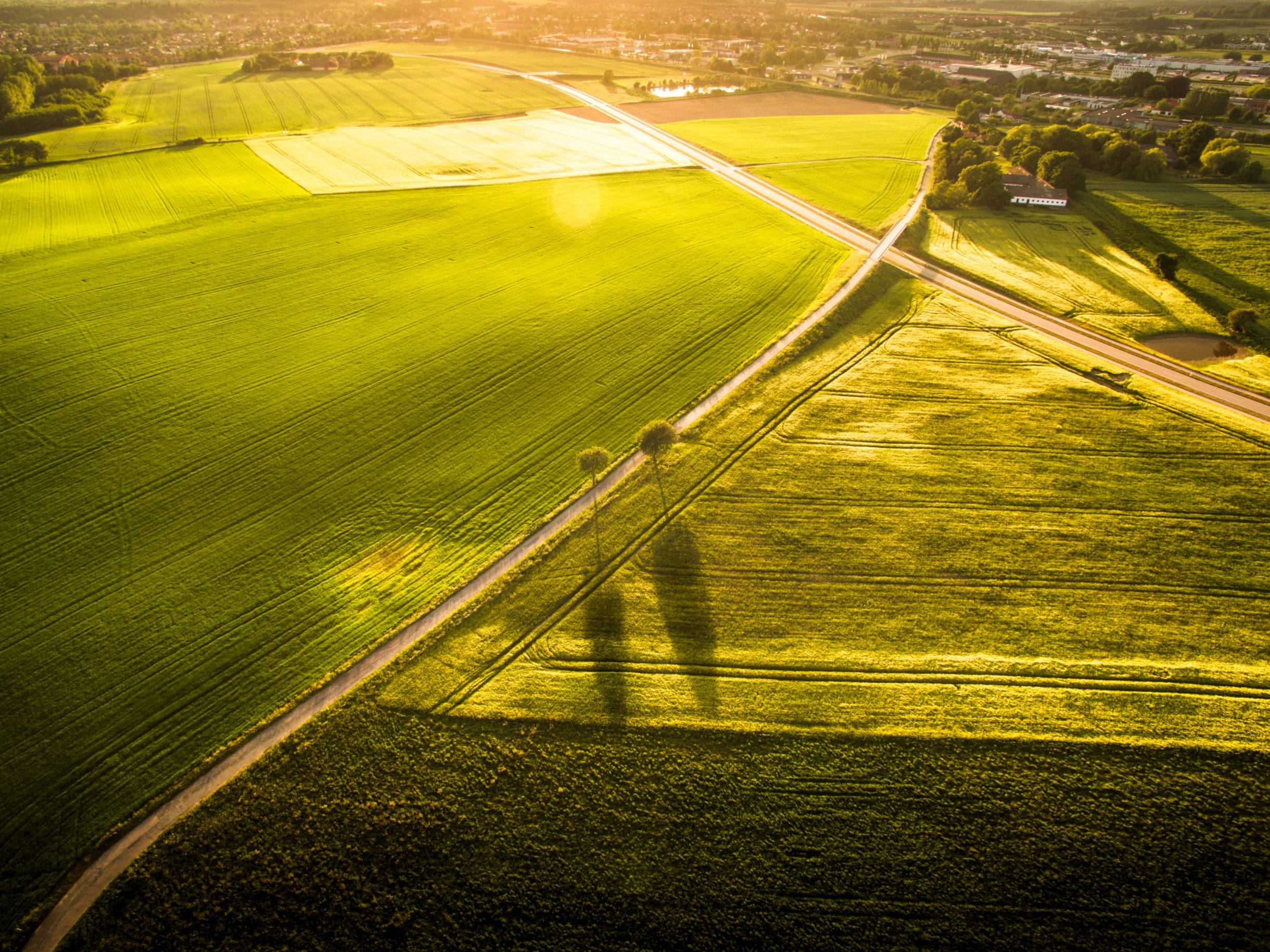 Two trees