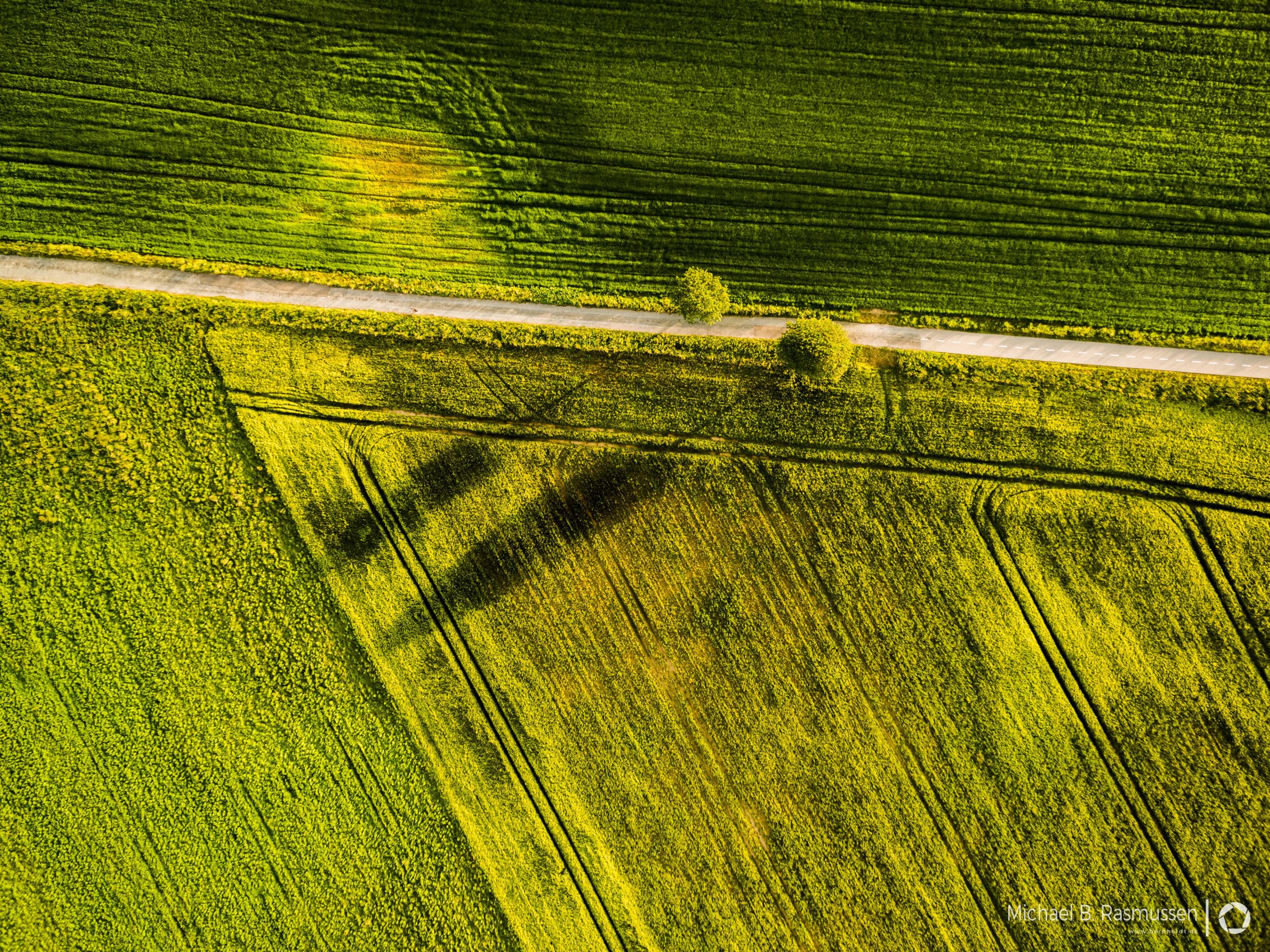 Two road trees casting shadows
