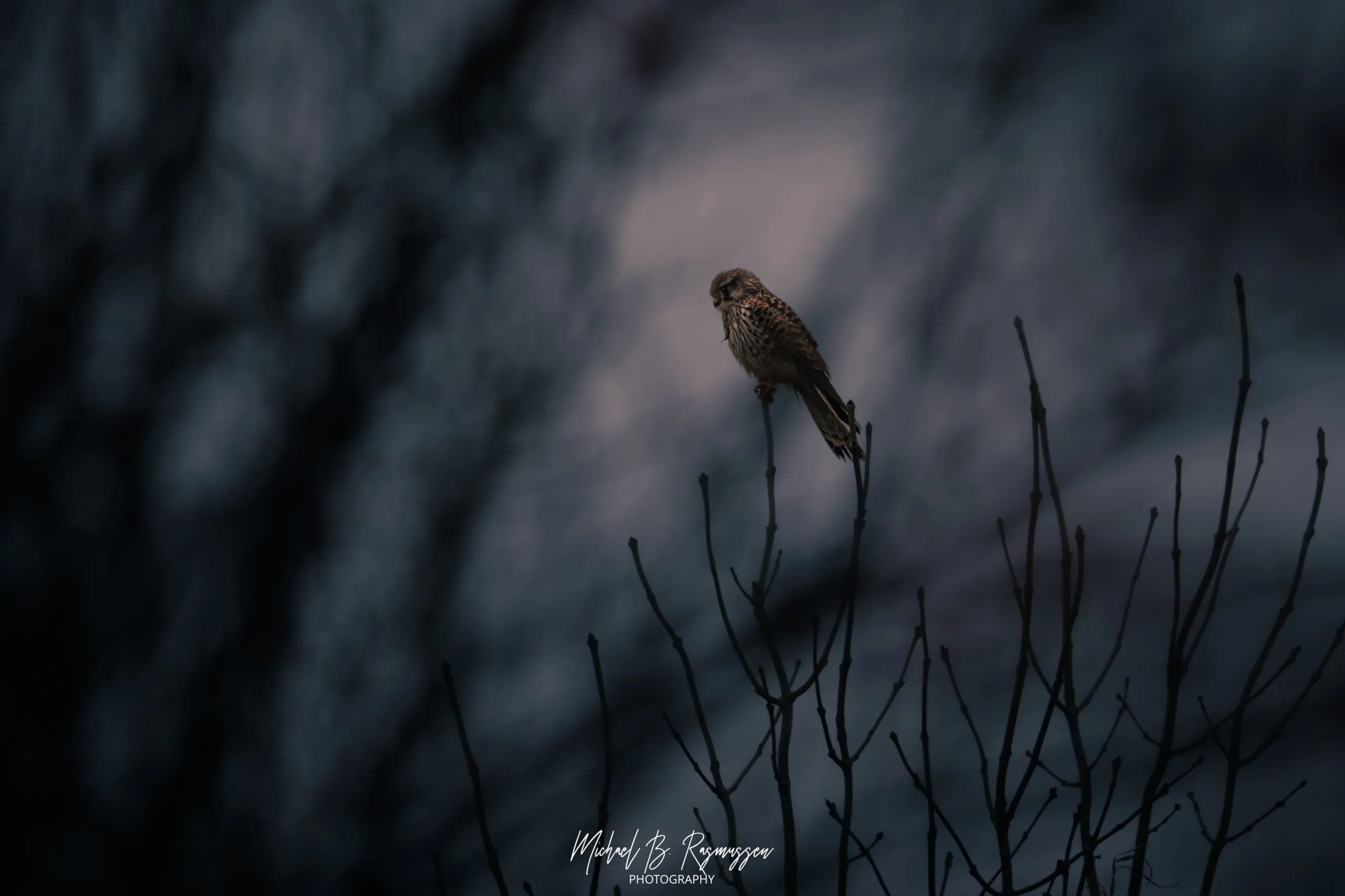 Lyspunkter i det grå: Et uventet møde med falken i Rønnebæk Søskov