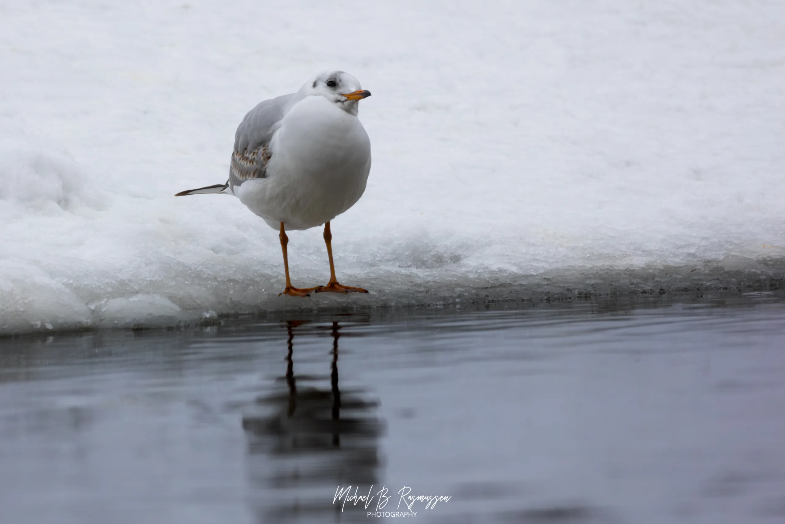 Stilheden ved Susåen: En undersøgelse af lys, is og fugleliv
