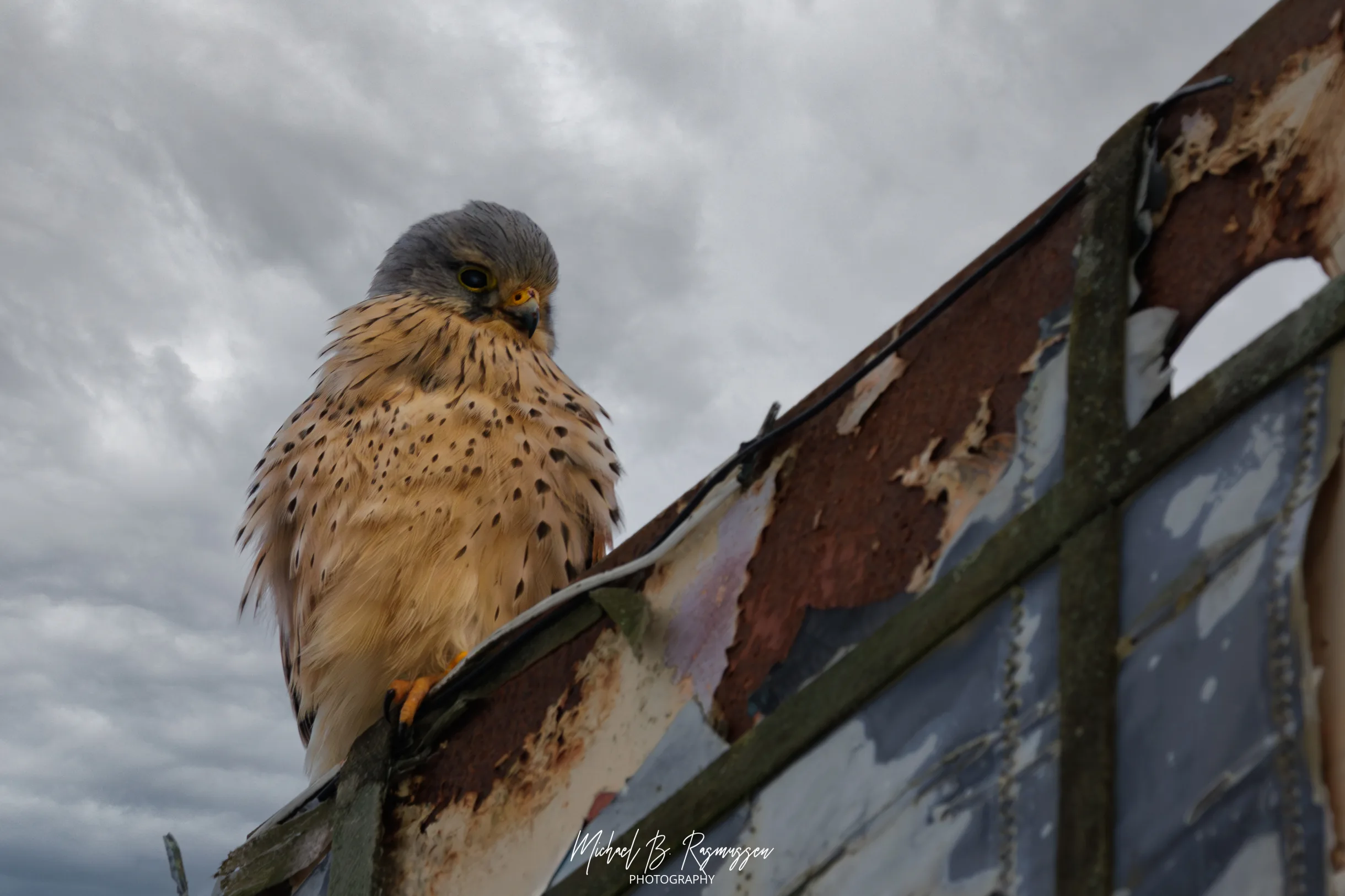 Naturens drama ved klimasøen: Tårnfalken, haren og den, der slap væk