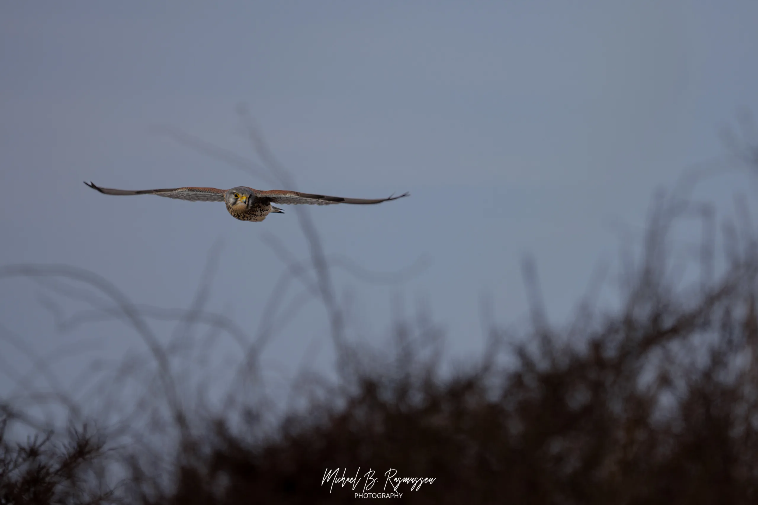 Vinterens vingesus: En tur rundt om Ydernæs, kanalen og den store sø