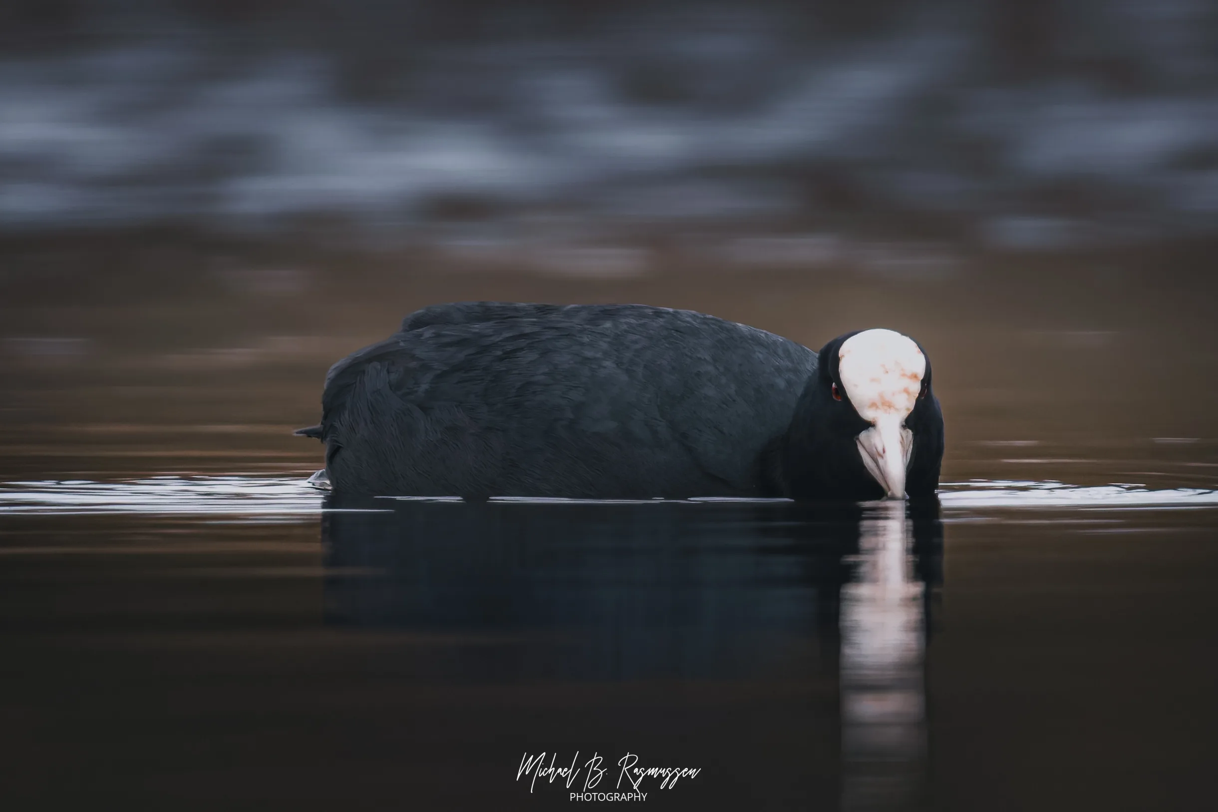 Forårstegn i Rønnebæk Søskov: Fuglelivet Vågner