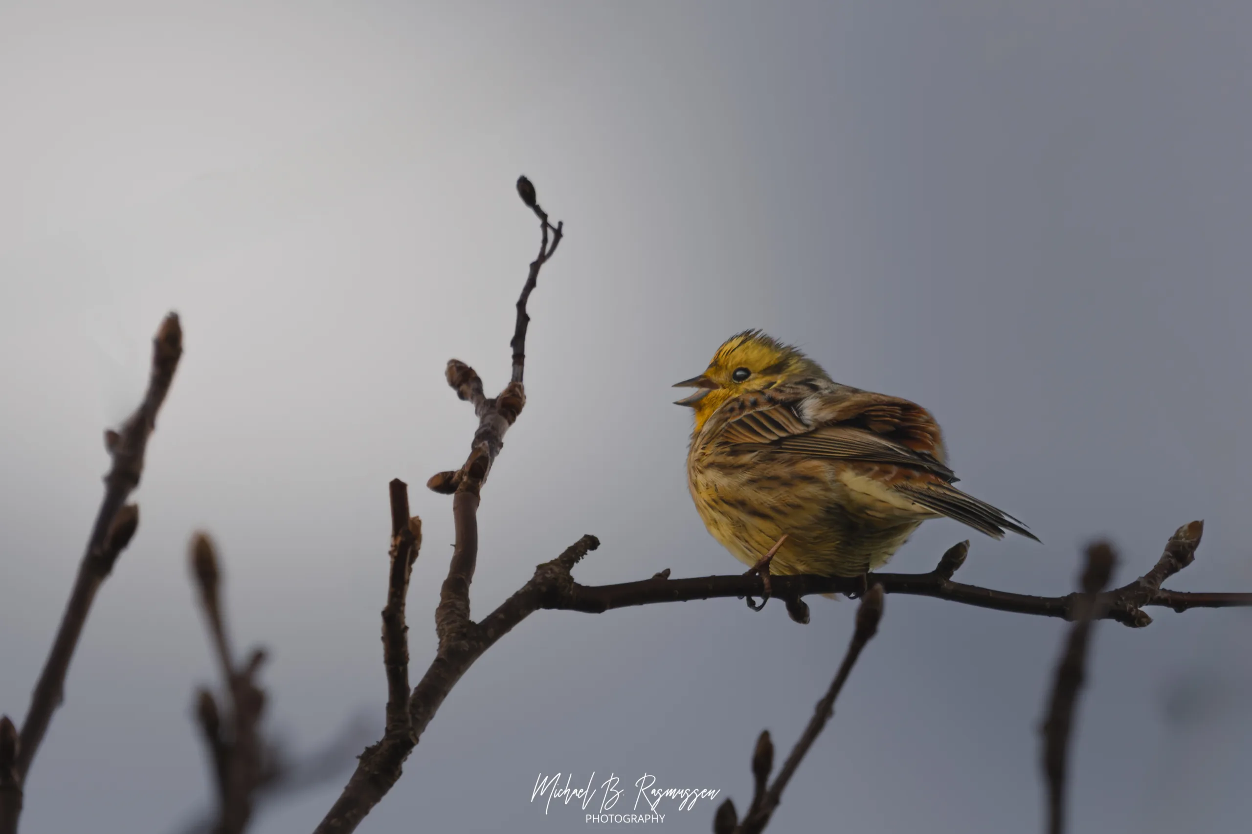 Gråvejr og tomme grene: Da Tårnfalken blev hjemme