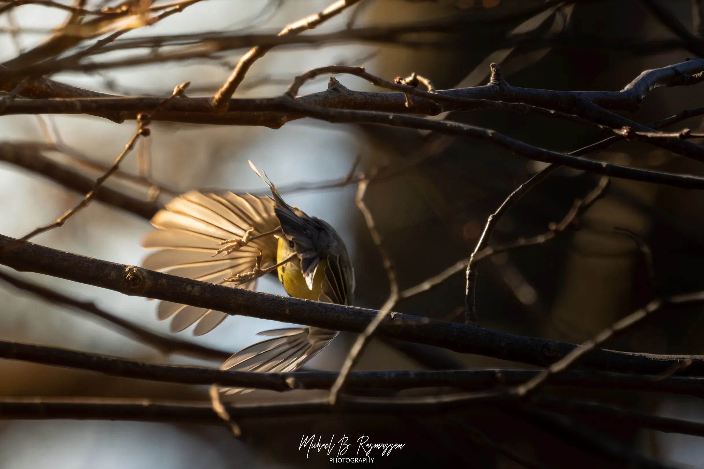 Foråret rører på sig: En solskinsstråle af liv ved Fodsporet