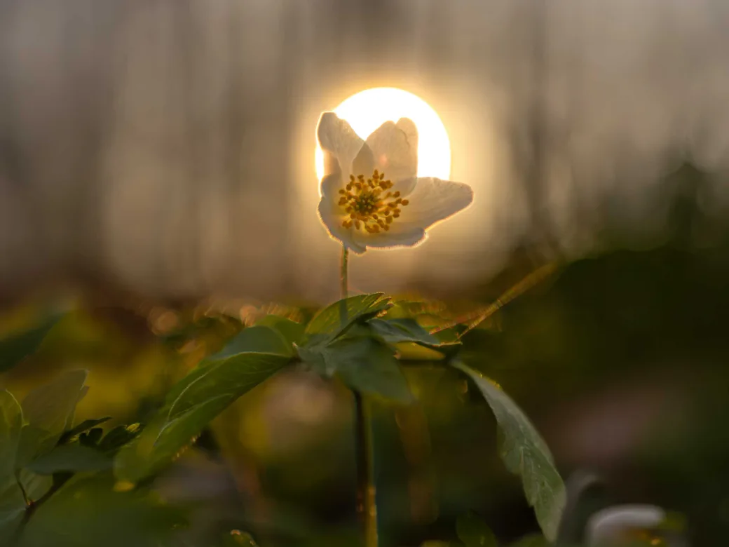 Fanget i et perfekt øjeblik, hvor blomsten står direkte foran den lave aftensol. Lyset skaber en strålende glorie-effekt, der får anemonen til at ligne en lille levende lygte i den mørke skov.