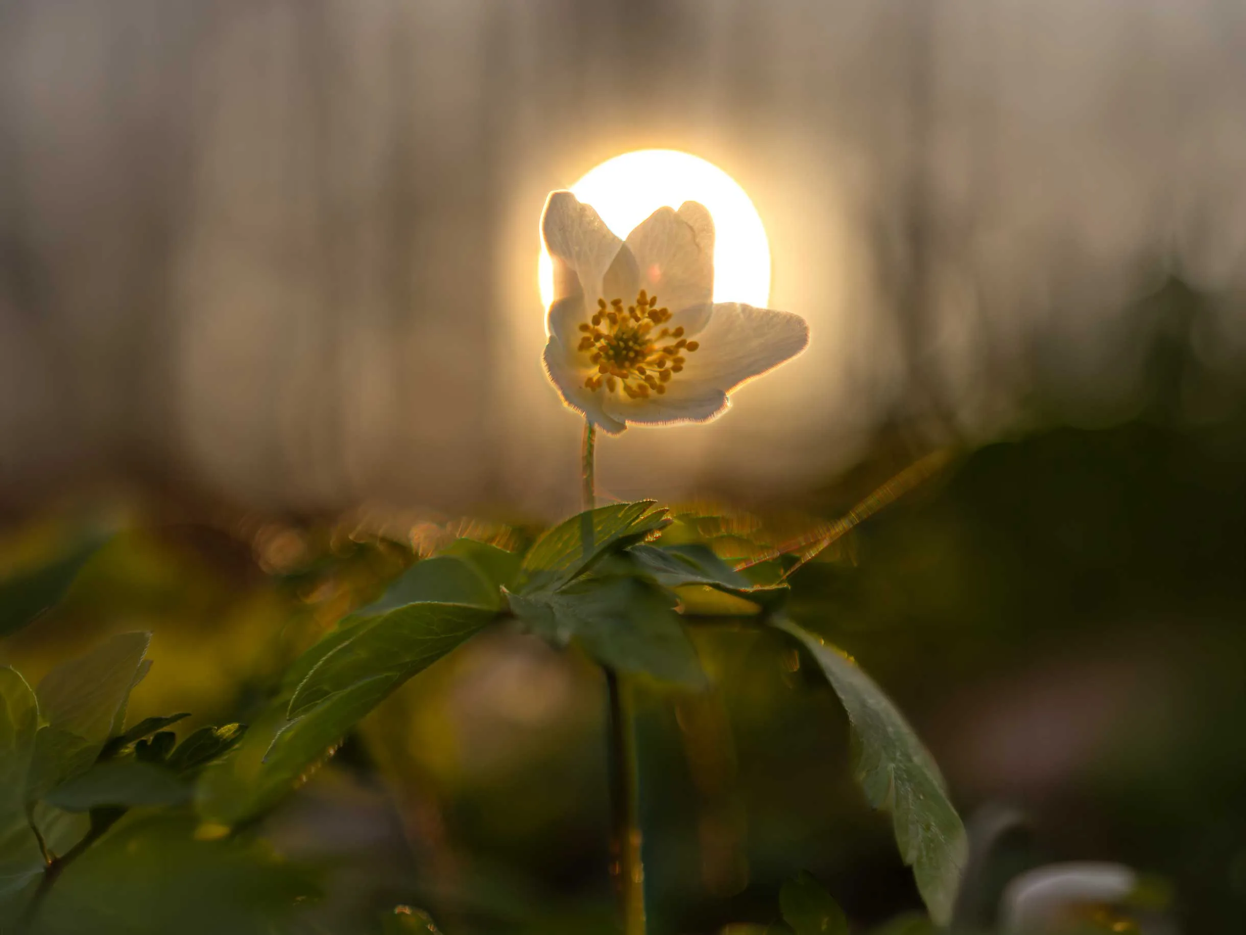 Forårets lys i Herlufsholmskoven: En magisk aftentur