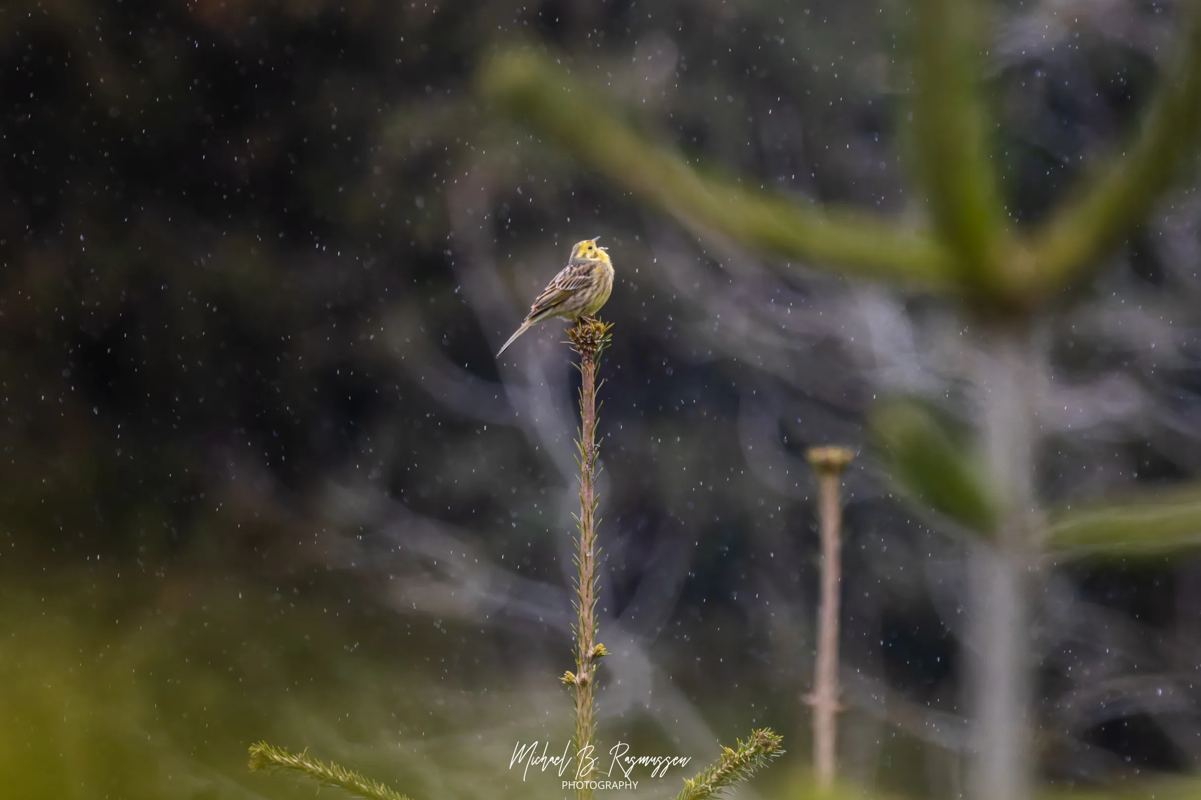 Forårsgråvejr og fuglesang i Vejlø Skov
