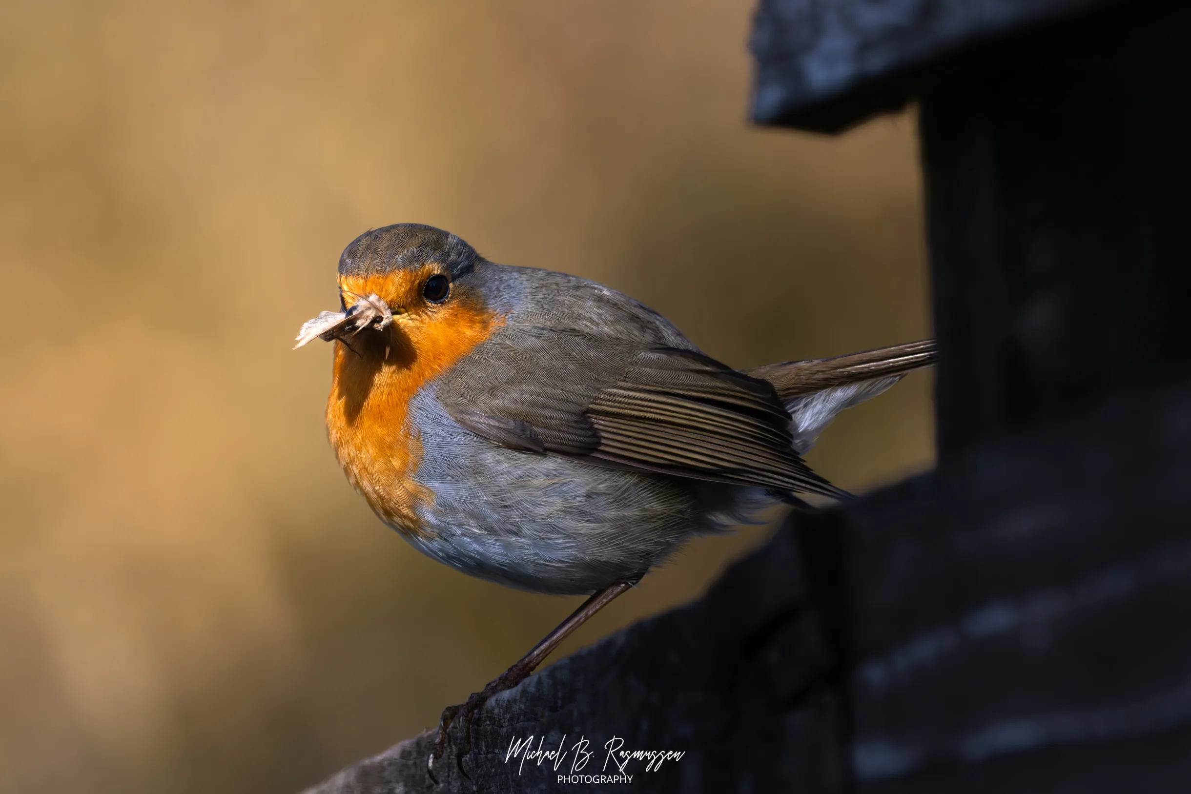 Livet i Plankeværket: De Første Gæster