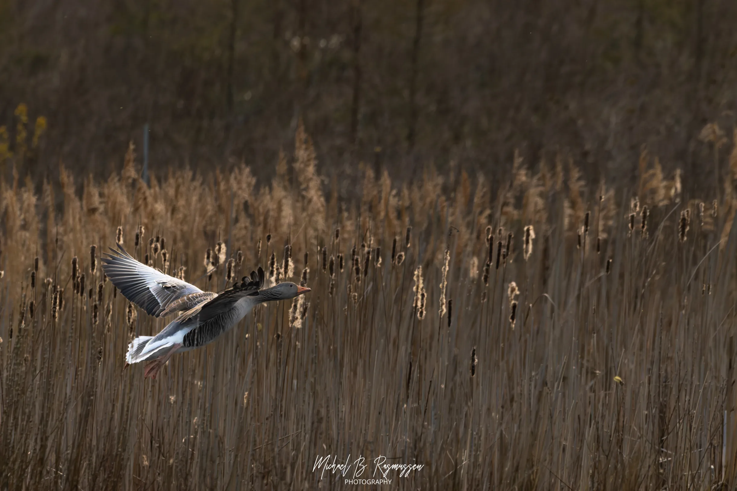 Modlys og vingesus ved klimasøen bag Stenskoven