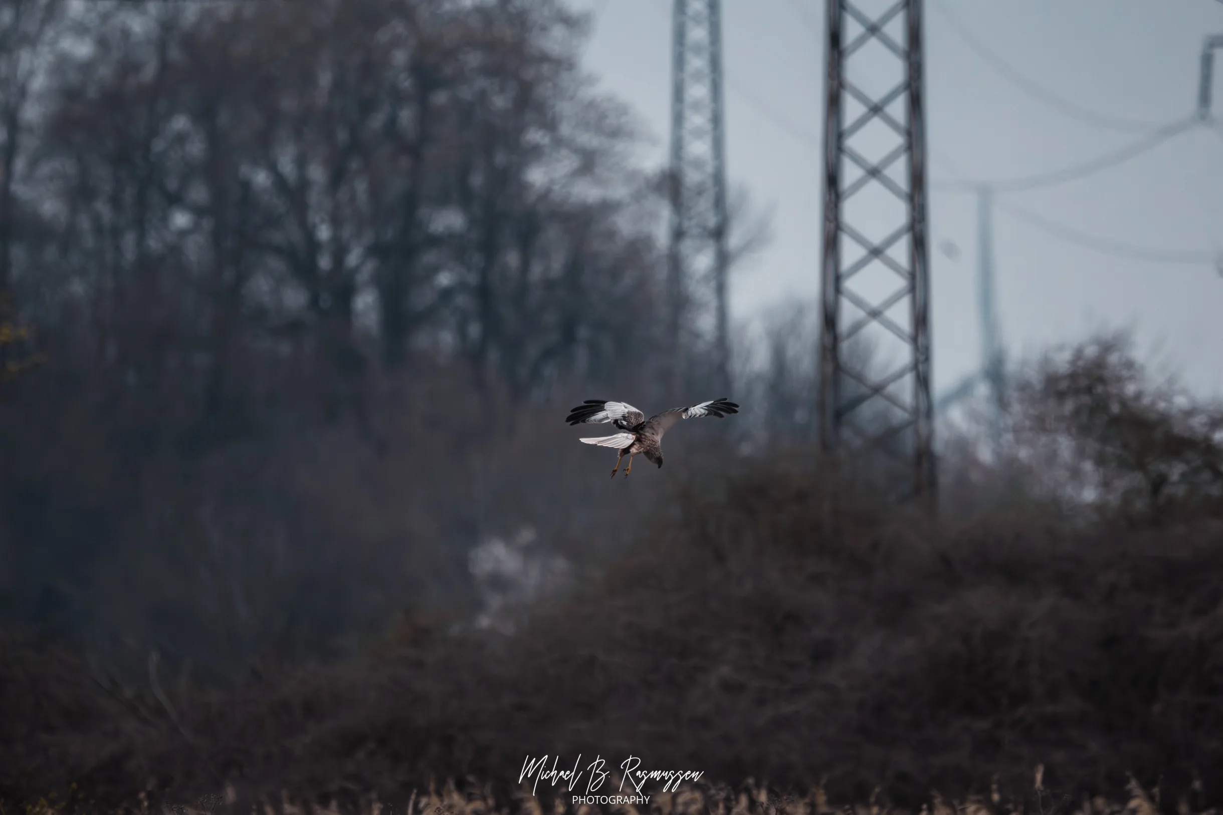 Rørhøgen: Naturens elegante comeback på Ydernæs